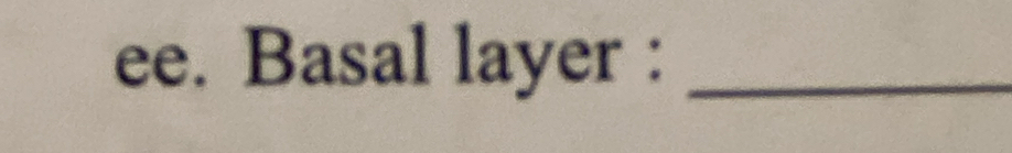 ee. Basal layer :_