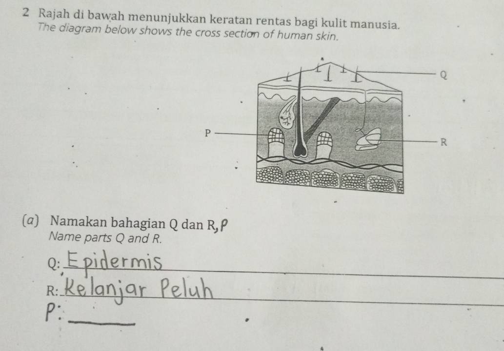 Rajah di bawah menunjukkan keratan rentas bagi kulit manusia. 
The diagram below shows the cross section of human skin. 
(α) Namakan bahagian Q dan R, 
Name parts Q and R.
Q :_
R :_ 
_
P :