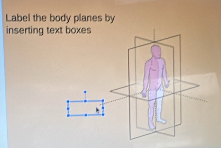 Label the body planes by 
inserting te