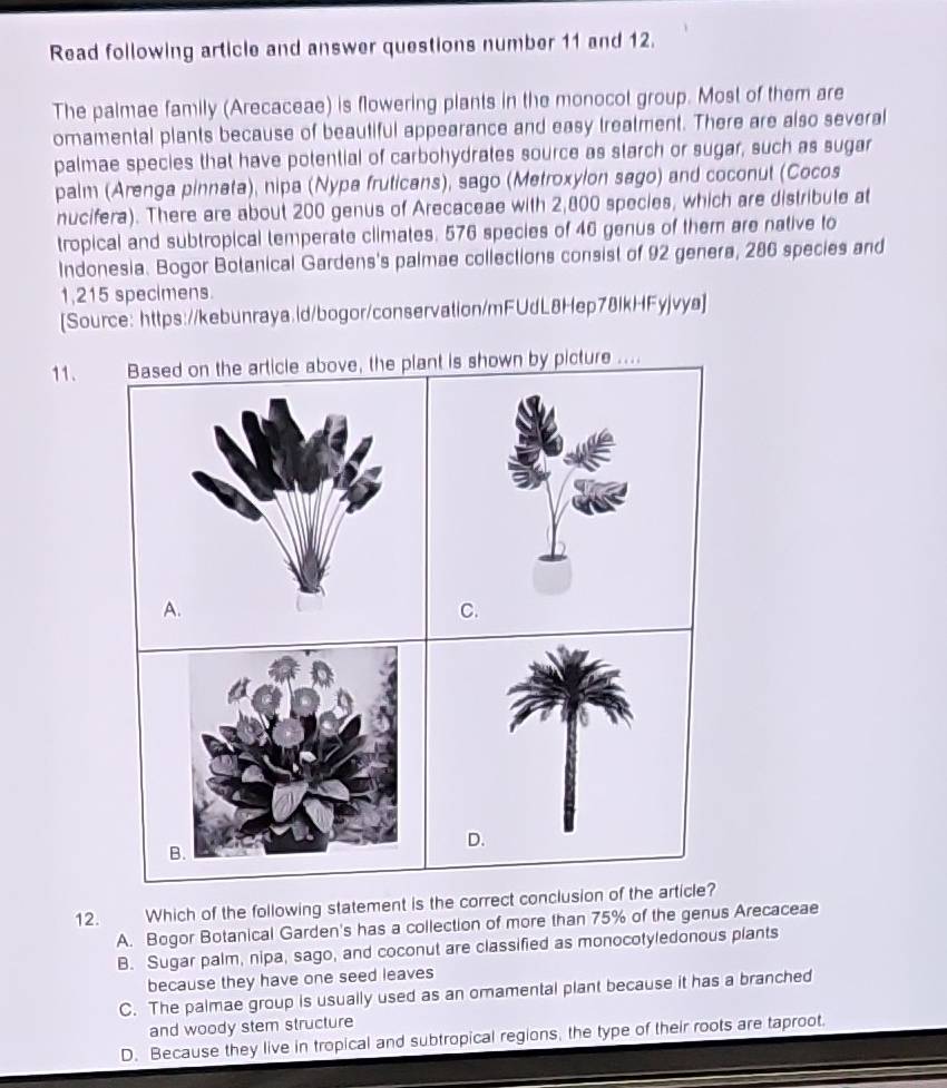 Read following article and answer questions number 11 and 12.
The palmae family (Arecaceae) is flowering plants in the monocot group. Most of them are
omamental plants because of beautiful appearance and easy treatment. There are also several
palmae species that have potential of carbohydrates source as starch or sugar, such as sugar
palm (Arenga pinnata), nipa (Nypa fruticans), sago (Metroxylon sago) and coconut (Cocos
nucifera). There are about 200 genus of Arecaceae with 2,800 species, which are distribule at
tropical and subtropical temperate climates. 576 species of 46 genus of them are native to
Indonesia. Bogor Botanical Gardens's palmae collections consist of 92 genera, 286 species and
1,215 specimens.
[Source: https://kebunraya.ld/bogor/conservation/mFUdL8Hep78lkHFyjvya]
11. Based on the article above, the plant is shown by picture ....
C.
D.
12. Which of the following statement is the correct conclusion of the article?
A. Bogor Botanical Garden's has a collection of more than 75% of the genus Arecaceae
B. Sugar palm, nipa, sago, and coconut are classified as monocotyledonous plants
because they have one seed leaves
C. The palmae group is usually used as an omamental plant because it has a branched
and woody stem structure
D. Because they live in tropical and subtropical regions, the type of their roots are taproot.