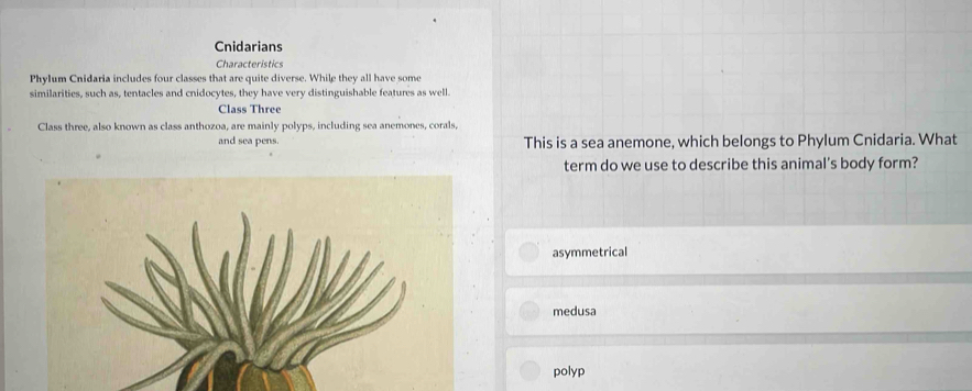 Cnidarians
Characteristics
Phylum Cnidaria includes four classes that are quite diverse. While they all have some
similarities, such as, tentacles and cnidocytes, they have very distinguishable features as well.
Class Three
Class three, also known as class anthozoa, are mainly polyps, including sea anemones, corals,
and sea pens. This is a sea anemone, which belongs to Phylum Cnidaria. What
term do we use to describe this animal's body form?
asymmetrical
medusa
polyp