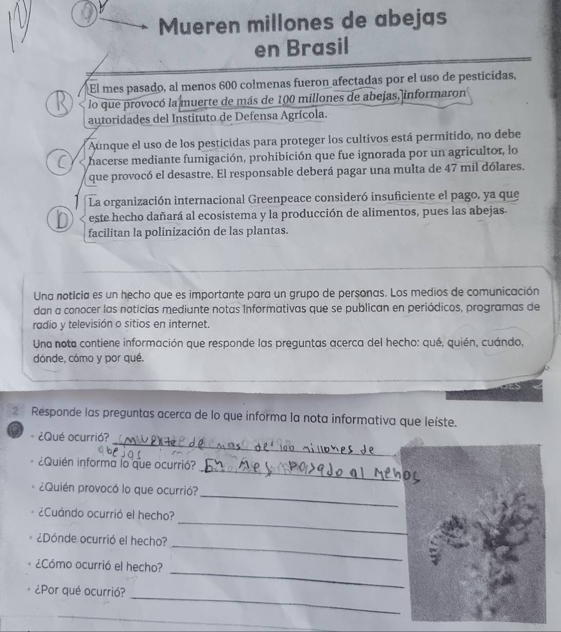 Mueren millones de abejas 
en Brasil 
El mes pasado, al menos 600 colmenas fueron afectadas por el uso de pesticidas, 
lo que provocó la muerte de más de 100 millones de abejas, informaron 
autoridades del Instituto de Defensa Agrícola. 
Aunque el uso de los pesticidas para proteger los cultivos está permitido, no debe 
C hacerse mediante fumigación, prohibición que fue ignorada por un agricultor, lo 
que provocó el desastre. El responsable deberá pagar una multa de 47 mil dólares. 
La organización internacional Greenpeace consideró insuficiente el pago, ya que 
D este hecho dañará al ecosistema y la producción de alimentos, pues las abejas. 
facilitan la polinización de las plantas. 
Una noticia es un hecho que es importante para un grupo de personas. Los medios de comunicación 
dan a conocer las noticias mediante notas informativas que se publican en periódicos, programas de 
radio y televisión o sitios en internet. 
Una nota contiene información que responde las preguntas acerca del hecho: qué, quién, cuándo, 
dónde, cómo y por qué. 
2 Responde las preguntas acerca de lo que informa la nota informativa que leíste. 
_ 
¿Qué ocurrió? 
_ 
¿Quién informa lo que ocurrió? 
_ 
¿Quién provocó lo que ocurrió? 
_ 
¿Cuándo ocurrió el hecho? 
_ 
¿Dónde ocurrió el hecho? 
¿Cómo ocurrió el hecho? 
_ 
¿Por qué ocurrió? 
_ 
_ 
_