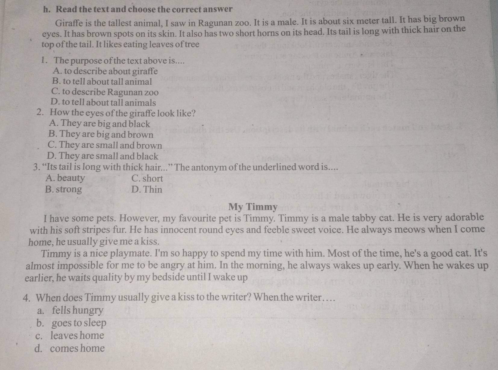 Read the text and choose the correct answer
Giraffe is the tallest animal, I saw in Ragunan zoo. It is a male. It is about six meter tall. It has big brown
eyes. It has brown spots on its skin. It also has two short horns on its head. Its tail is long with thick hair on the
top of the tail. It likes eating leaves of tree
1. The purpose of the text above is....
A. to describe about giraffe
B. to tell about tall animal
C. to describe Ragunan zoo
D. to tell about tall animals
2. How the eyes of the giraffe look like?
A. They are big and black
B. They are big and brown
C. They are small and brown
D. They are small and black
3. “Its tail is long with thick hair...” The antonym of the underlined word is....
A. beauty C. short
B. strong D. Thin
My Timmy
I have some pets. However, my favourite pet is Timmy. Timmy is a male tabby cat. He is very adorable
with his soft stripes fur. He has innocent round eyes and feeble sweet voice. He always meows when I come
home, he usually give me a kiss.
Timmy is a nice playmate. I'm so happy to spend my time with him. Most of the time, he's a good cat. It's
almost impossible for me to be angry at him. In the morning, he always wakes up early. When he wakes up
earlier, he waits quality by my bedside until I wake up
4. When does Timmy usually give a kiss to the writer? When.the writer… .
a. fells hungry
b. goes to sleep
c. leaves home
d. comes home