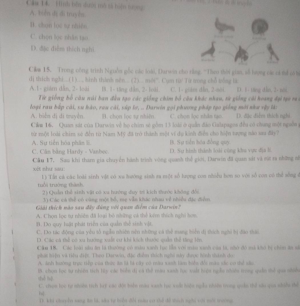 biện đi z tuyền
Câu 14. Hình bên dưới mô tả hiện tượng
A. biển đị đi truyền.
B. chọn lọc tự nhiên.
C. chọn lọc nhân tạo.
D. đặc điểm thích nghi.
Câu 15. Trong công trình Nguồn gốc các loài, Darwin cho răng. ''Theo thời gian, số lượng các cả thể có bì
dị thích nghi...(1)..., hình thành nên... (2)... mới''. Cụm từ/ Từ trong chỗ trống là:
A.1- giàm dần, 2- loài B. 1- tăng dẫn, 2- loài. C. 1- giảm dẫn, 2-nòi. D. 1- tăng dẫn, 2- nòi.
Từ giống bồ câu núi ban đầu tạo các giống chim bồ câu khác nhau, từ giống cải hoang đại tạo ra ở
loại rau bắp cải, su hào, rau cài, súp lơ, .. Darwin gọi phương pháp tạo giống mới như vậy là:
A. biến dị di truyền. B. chọn lọc tự nhiên. C. chọn lọc nhân tạo. D. đặc điểm thích nghi.
Câu 16. Quan sát của Darwin về họ chim sẻ gồm 13 loài ở quần đảo Galapagos đều có chung một nguồn g
từ một loài chim sẻ đến từ Nam Mỹ đã trở thành một ví dụ kinh điễn cho hiện tượng nào sau đây?
A. Sự tiến hóa phân li. B. Sự tiến hóa đồng quy.
C. Cân bằng Hardy - Vanbec. D. Sự hình thành loài cùng khu vực địa lí.
Câu 17. Sau khi tham gia chuyến hành trình vòng quanh thể giới, Darwin đã quan sát và rút ra những nh
xét như sau:
1) Tất cả các loài sinh vật có xu hướng sinh ra một số lượng con nhiều hơn so với số con có thể sống ở
tuổi trưởng thành.
2) Quần thể sinh vật có xu hướng duy trì kích thước không đổi.
3) Các cá thể có cùng một bố, mẹ vẫn khác nhau về nhiều đặc điểm.
Giải thích nào sau đây đúng với quan điểm của Darwin?
A. Chọn lọc tự nhiên đã loại bỏ những cá thể kém thích nghi hơn.
B. Do quy luật phát triển của quần thể sinh vật.
C. Do tác động của yếu tố ngẫu nhiên nên những cá thể mang biển dị thích nghi bị đào thái.
D. Các cá thể có xu hướng xuất cư khi kích thước quần thể tăng lên.
Câu 18, Các loài sâu ăn lá thường có màu xanh lục lẫn với màu xanh của lá, nhờ đó mà khó bị chim ăn sã
phát hiện và tiêu diệt. Theo Darwin, đặc điểm thích nghi này được hình thành do:
A. ành hưởng trực tiếp của thức ăn là lá cây có màu xanh làm biển đổi màu sắc cơ thể sâu
B. chọn lọc tự nhiên tích lũy các biển dị cá thể màu xanh lục xuất hiện ngẫu nhiên trong quần thể qua nhiều
thế hệ
C. chọn lọc tự nhiên tích luỹ các đột biển màu xanh lục xuất hiện ngẫu nhiên trong quản thể sâu qua nhiều thể
hệ
D. khi chuyền sang ăn là, sâu tự biển đổi màu cơ thể để thích nghi với môi trường.