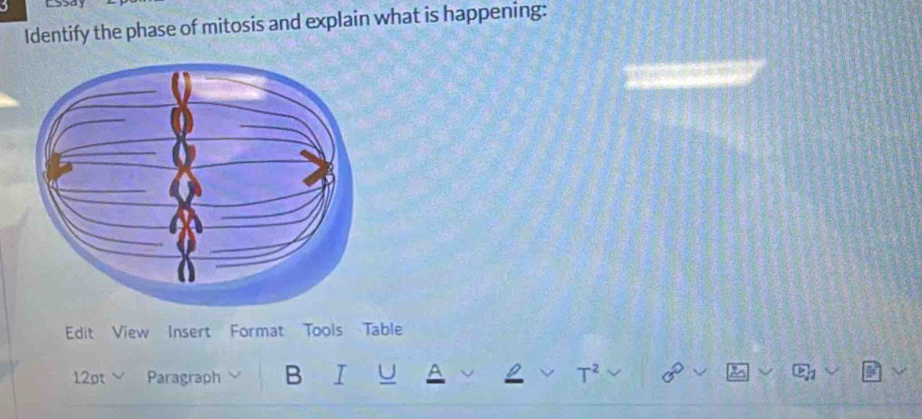 Identify the phase of mitosis and explain what is happening: 
Edit View Insert Format Tools Table 
12pt Paragraph B I U T^2 0°