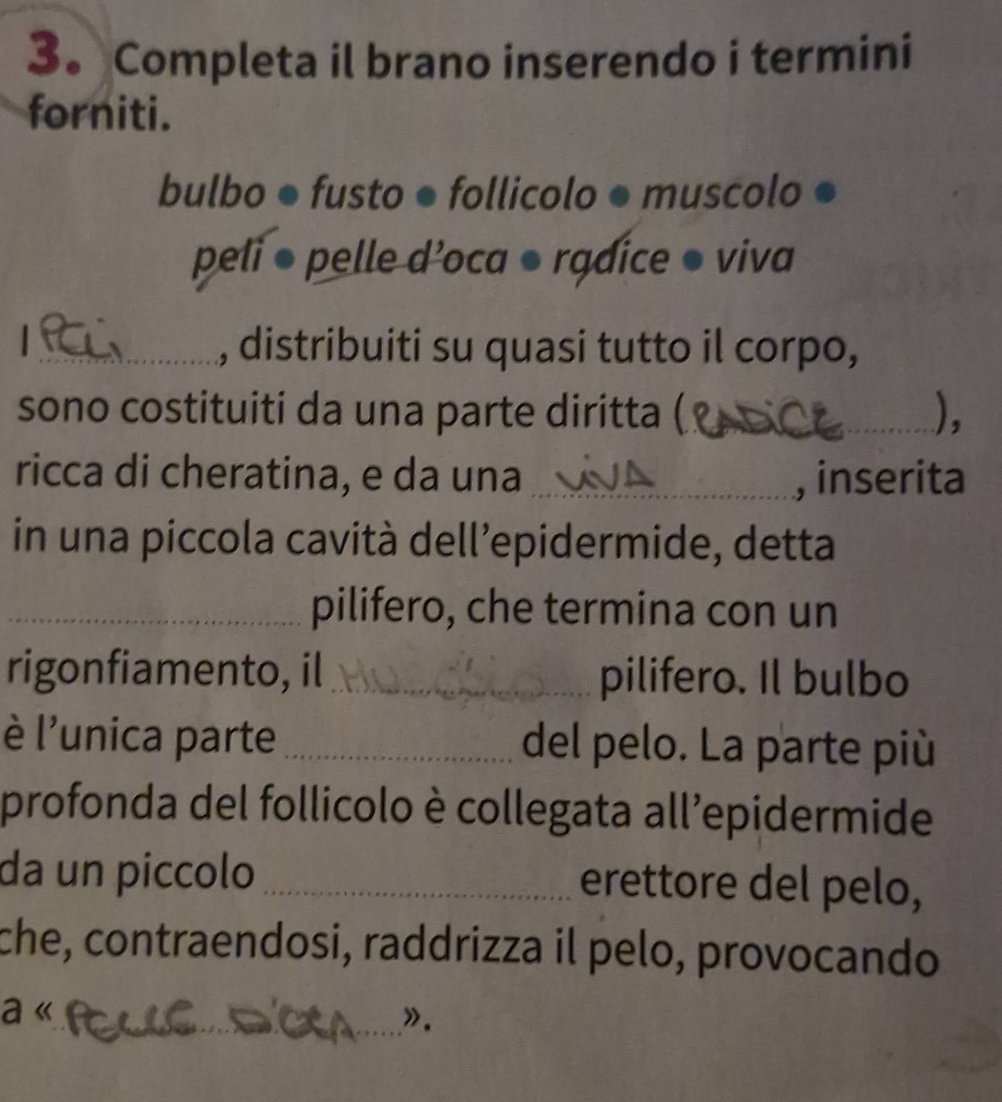 3。 Completa il brano inserendo i termini 
forniti. 
bulbo ● fusto ● follicolo ● muscolo ● 
peli ● pelle d’oca ● rgdice ● viva 

_, distribuiti su quasi tutto il corpo, 
sono costituiti da una parte diritta (_ ), 
ricca di cheratina, e da una _, inserita 
in una piccola cavità dell’epidermide, detta 
_pilifero, che termina con un 
rigonfiamento, il_ pilifero. Il bulbo 
è l'unica parte _del pelo. La parte più 
profonda del follicolo è collegata all’epidermide 
da un píccolo _erettore del pelo, 
che, contraendosi, raddrizza il pelo, provocando 
a « 
_».