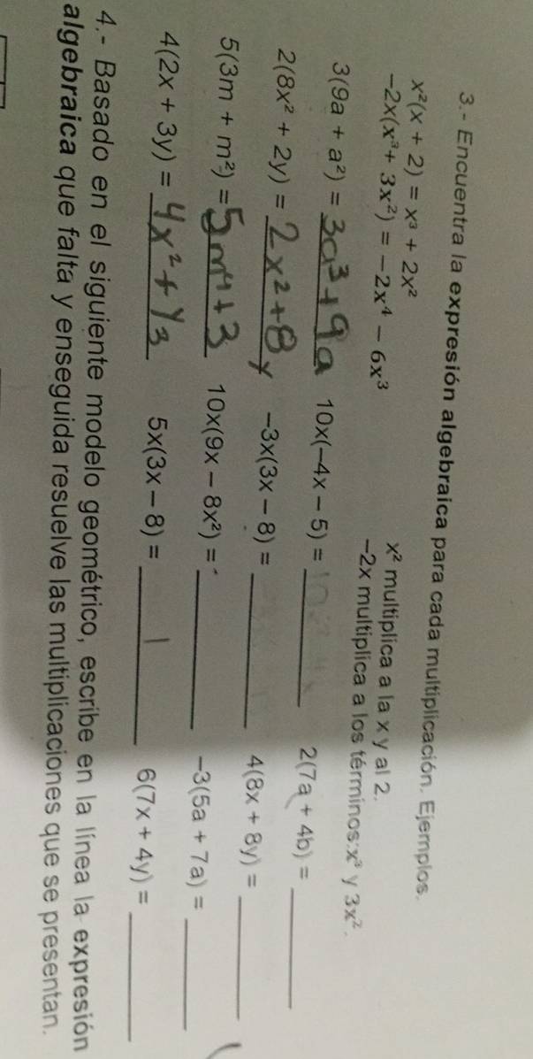 3.- Encuentra la expresión algebraica para cada multiplicación. Ejemplos.
x^2(x+2)=x^3+2x^2
-2x(x^3+3x^2)=-2x^4-6x^3
x^2 multiplica a la x y al 2. 
2x multiplica a los términos: x^3 y 3x^2.
3(9a+a^2)=
_ 10x(-4x-5)=
_ 2(7a+4b)= _
2(8x^2+2y)=
__ -3x(3x-8)=
_ 4(8x+8y)=
_ 5(3m+m^2)=
_ 10x(9x-8x^2)=
_ -3(5a+7a)=
_ 4(2x+3y)=
5x(3x-8)= _
6(7x+4y)= _ 
4.- Basado en el siguiente modelo geométrico, escribe en la línea la expresión 
algebraica que falta y enseguida resuelve las multiplicaciones que se presentan.