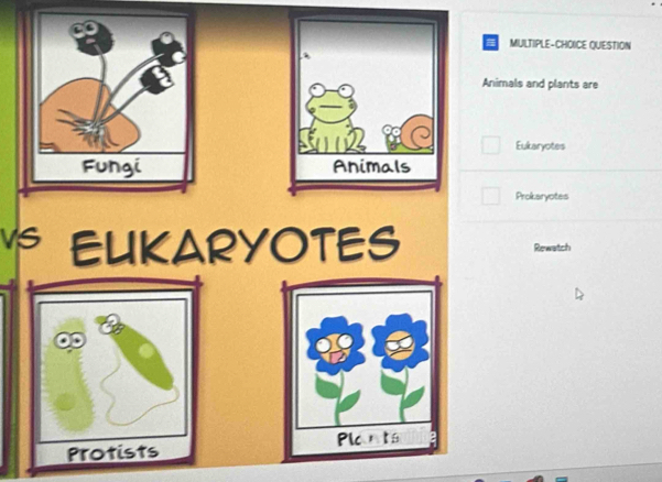 a MULTIPLE-CHOICE QUESTION 
Animals and plants are 
Eukaryotes 

Prokaryotes 
VS EUKARYOTES Rewatch 
Protists Plats