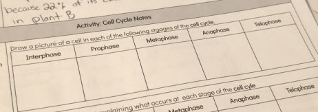 ninining we 
Metaphase