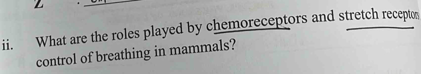 What are the roles played by chemoreceptors and stretch receptor 
control of breathing in mammals?