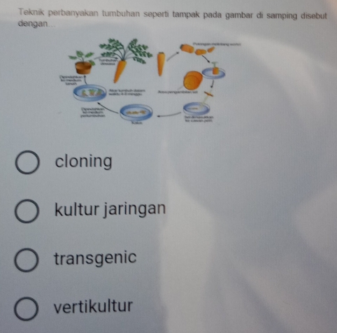 Teknik perbanyakan tumbuhan seperti tampak pada gambar di samping disebut
dengan
cloning
kultur jaringan
transgenic
vertikultur