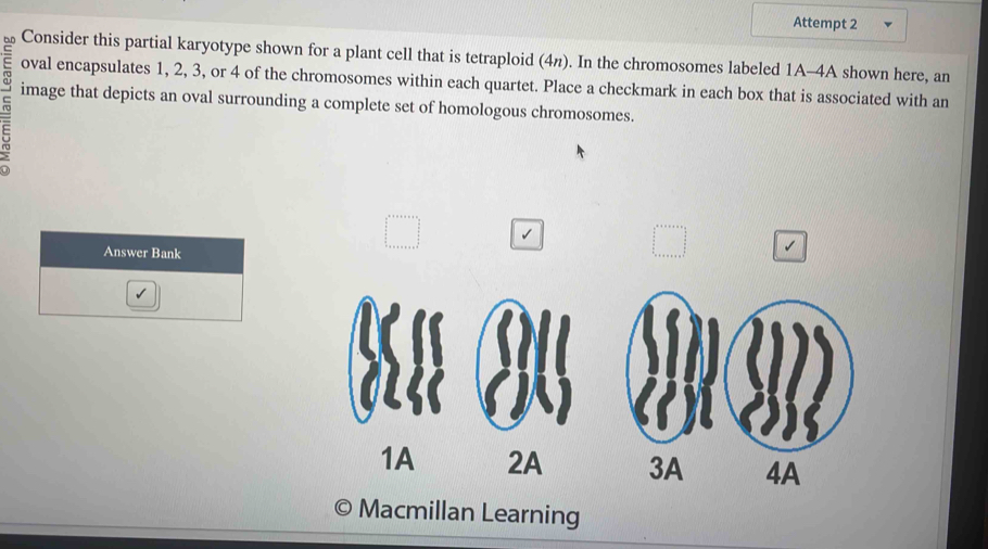 Solved: Attempt 2 Consider this partial karyotype shown for a plant ...