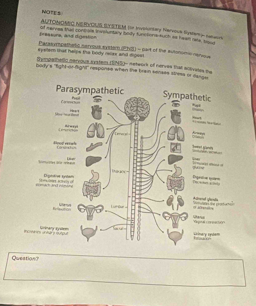 NOTES 
AUTONOMIC NERVOUS SYSTEM (or Involuntary Nervous System)- networs 
of nerves that controls involuntary body functions-such as heart rate, blood 
pressure, and digestion 
Parasympathetic nervous system (PNS) - part of the autonomic nervous 
system that helps the body relax and digest 
Sympathetic nervous system (SNS)- network of nerves that activates the 
body's "fight-or-flight" response when the brain senses stress or dang 
Question?