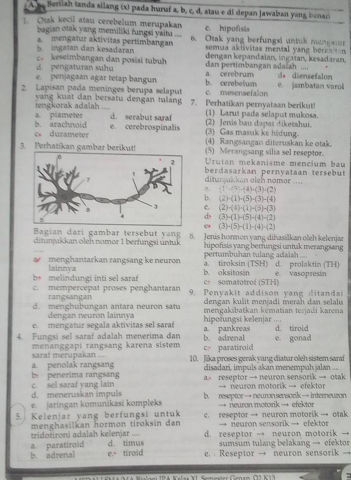 Berilah tanda silang (x) pada huruf a, b, c, d, atau e di depan jawaban yang benar
Otak kecil atau cerebelum merupakan c. hipofisis
bagian otak yang memiliki fungsi yaitu ....
a  mengatur aktivitas pertimbangan 6. Otak yang berfungsi untuk mengatr
semua aktivitas mental yang berkaitan 
b. ingatan dan kesadaran dengan kepandaian, ingatan, kesadaran,
keseimbangan dan posisi tubuh dan pertimbangan adalah ....
d. pengaturan suhu d diensefalon
a. cerebrum
e. penjagaan agar tetap bangun b. cerebelum e. jambatan varol
2. Lapisan pada meninges berupa selaput c. mesensefalon
vang kuat dan bersätu dengan tuláng 7. Perhatikan pernyataan berikut!
tengkorak adalah .... (1) Larut pada selaput mukosa.
a. piameter d. serabut saraf (2) Jenis bau dapat diketahui.
b. arachnoid e. cerebrospinalis (3) Gas masuk ke hidung.
c durameter (4) Rangsangan diteruskan ke otak.
3. Perhatikan gambar berikut!(5) Merangsang silia sel reseptor.
Urutan mekanisme mencium bau
berdasarkan pernyataan tersebut
ditunjukkan oleh nomor ....
8. (2)-(5)-(4)-(3)-(2)
b. (2)-(1)· (5)-(3)-(4)
C. (2)-(4)-(1)-(5)-(3)
d! (3)-(1)-(5)-(4)-(2)
(3)-(5)-(1)-(4)-(2)
Bagian dari gambar tersebut yang 8. Jenis hormon yang dihasilkan oleh kelenjar
ditunjukkan oleh nomor 1 berfungsi üntuk hipofisis yang berfungsi untuk merangsang
pertumbuhan tulang adalah ....
menghantarkan rangsang ke neuron a. tiroksin (TSH) d. prolaktin (TH)
laínnya b. oksitosin e. vasopresin
b melindungi inti sel saraf c. somatotrof (STH)
c. mempercepat proses penghantaran 9. Penyakit addison yang ditandai
rangsangan
dengan kulit menjadi merah dan selalu
d. menghubungan antara neuron satu mengakibatkan kematian terjadi karena
dengan neuron lainnya hipofungsi kelenjar ....
e mengatur segala aktivitas sel saraf a. pankreas d. tiroid
4. Fungsi sel saraf adalah menerima dan b. adrenal e. gonad
menanggapi rangsang karena sistem c. paratiroid
saraf merupakan .... 10. Jika proses gerak yang diatur oleh sistem saraf
a. penolak rangsang disadari, impuls akan menempuh jalan ....
b. penerima rangsang a。 reseptor → neuron sensorik → otak
c. sel saraf yang lain → neuron motorik → efektor
d. meneruskan impuls b. reseptor→neuronsensorik→ interneuron
e. jaringan komunikasi kompleks → neuron motorik → efektor
5. Kelenjar yang berfungsi untuk c. reseptor → neuron motorik → otak
menghasilkan hormon tiroksin dan → neuron sensorik → efektor
tridonroni adalah kelenjar .... d. reseptor → neuron motorik →
a. paratiroid d. timus sumsum tulang belakang → efektor
b. adrenal e. tiroid e.  Reseptor → neuron sensorik