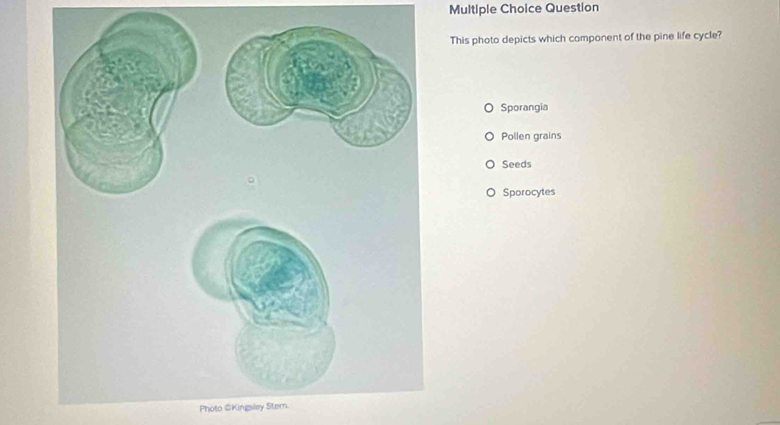 Question
This photo depicts which component of the pine life cycle?
Sporangia
Pollen grains
Seeds
Sporocytes
Photo @Kingsley Stem.