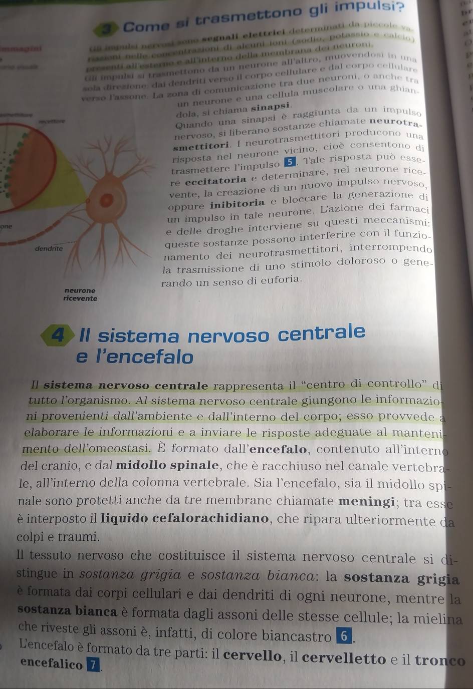 Come si trasmettono gli impulsi?
mmagixi da impuísi nervosi sono segnali elettricl determinati da piccole va
rasioni nelle concentrazioni di alcuni ioni (sodio, potassio e calcio)
oo ssale presenti all esterne e all'interno della membrana dei neuroni .
i  impulsi si trasmettono da un neurone allaltro, muovendosi in un a
sela direzione: dai dendrití verso il corpo cellulare e dal corpo cellulare
verso lassone. La zona di comunicazione tra due neuroni, o an h   ra
un neurone e una cellula muscolare o una ghian-
   
dola, si chiama sinapsi.
Quando una sinapsi è raggiunta da un impulso
nervoso, si liberano sostanze chiamate neurotra
smettitori. I neurotrasmettitori producono una
risposta nel neurone vicino, cioè consentono di
trasmettere l'impulso  5    Tale risposta può esse-
re eccitatoria e determinare, nel neurone rice-
vente, la creazione di un nuovo impulso nervoso,
oppure inibitoria e bloccare la generazione di
un impulso in tale neurone. L'azione dei farmaci
one
delle droghe interviene su questi meccanismi:
ueste sostanze possono interferire con il funzio-
amento dei neurotrasmettitori, interrompendo
trasmissione di uno stimolo doloroso o gene-
ndo un senso di euforia.
4 II sistema nervoso centrale
e l’encefalo
Il sistema nervoso centrale rappresenta il “centro di controllo” di
tutto l’organismo. Al sistema nervoso centrale giungono le informazio
ni provenienti dall’ambiente e dall’interno del corpo; esso provvede a
elaborare le informazioni e a inviare le risposte adeguate al manteni
mento dell’omeostasi. É formato dall’encefalo, contenuto all’interno
del cranio, e dal midollo spinale, che è racchiuso nel canale vertebra-
le, all’interno della colonna vertebrale. Sia l’encefalo, sia il midollo spi-
nale sono protetti anche da tre membrane chiamate meningi; tra esse
è interposto il liquido cefalorachidiano, che ripara ulteriormente da
colpi e traumi.
Il tessuto nervoso che costituisce il sistema nervoso centrale si di-
stingue in sostanza grigia e sostanza bianca: la sostanza grigia
è formata dai corpi cellulari e dai dendriti di ogni neurone, mentre la
sostanza bianca è formata dagli assoni delle stesse cellule; la mielina
che riveste gli assoni è, infatti, di colore biancastro 6.
Lencefalo è formato da tre parti: il cervello, il cervelletto e il tronco
encefalico