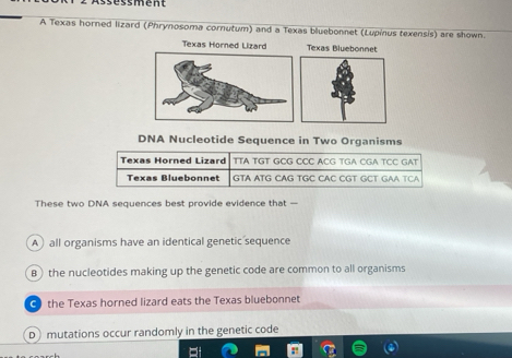 séssment
A Texas horned lizard (Phrynosoma cornutum) and a Texas bluebonnet (Lupinus texensis) are shown.
Texas Horned Lizard Texas Bluebonnet
DNA Nucleotide Sequence in Two Organisms
Texas Horned Lizard TTA TGT GCG CCC ACG TGA CGA TCC GAT
Texas Bluebonnet GTA ATG CAG TGC CAC CGT GCT GAA TCA
These two DNA sequences best provide evidence that —
A all organisms have an identical genetic sequence
B) the nucleotides making up the genetic code are common to all organisms
a the Texas horned lizard eats the Texas bluebonnet
D mutations occur randomly in the genetic code