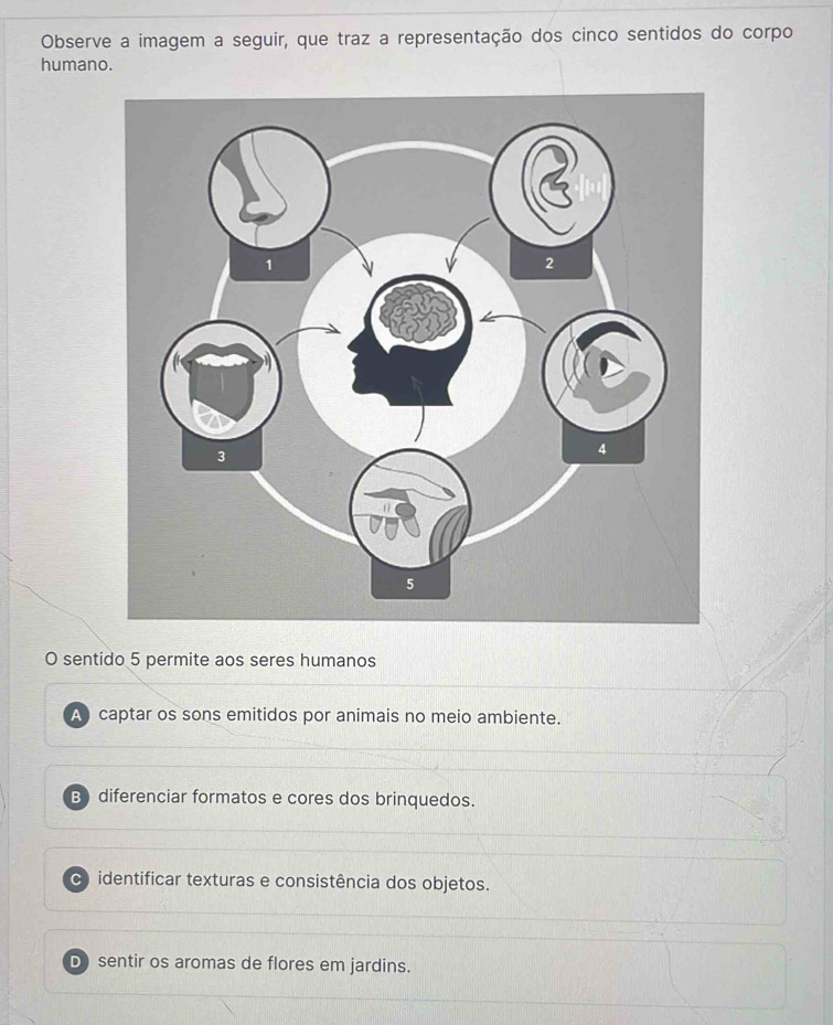 Observe a imagem a seguir, que traz a representação dos cinco sentidos do corpo
humano.
O sentido 5 permite aos seres humanos
A captar os sons emitidos por animais no meio ambiente.
B diferenciar formatos e cores dos brinquedos.
C identificar texturas e consistência dos objetos.
D sentir os aromas de flores em jardins.