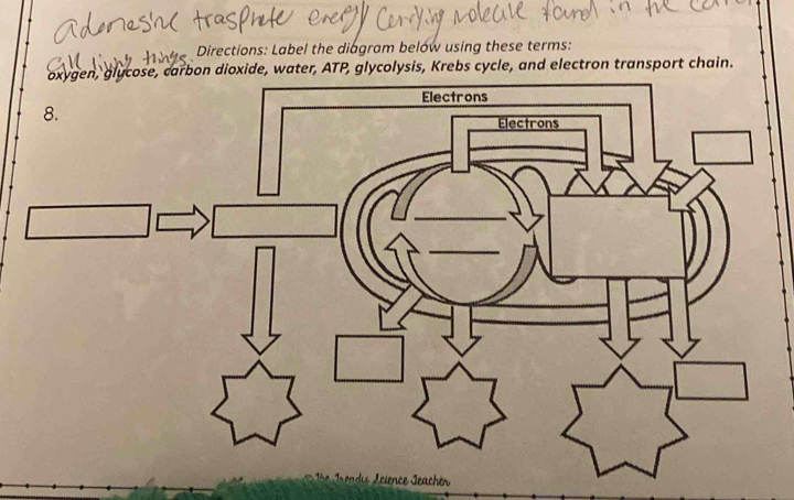 Directions: Label the diágram below using these terms: 
dioxide, water, ATP, glycolysis, Krebs cycle, and electron transport chain.