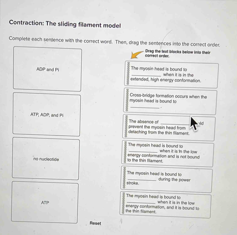 Contraction: The sliding filament model
Complete each sentence with the correct word. Then, drag the sentences into the correct order.
Drag the text blocks below into their
correct order.
ADP and Pi The myosin head is bound to
_when it is in the
extended, high energy conformation.
Cross-bridge formation occurs when the
myosin head is bound to
_
.
ATP, ADP, and Pi
The absence of _ld
prevent the myosin head from
detaching from the thin filament.
The myosin head is bound to
_when it is in the low
energy conformation and is not bound
no nucleotide to the thin filament.
The myosin head is bound to
_during the power
stroke.
The myosin head is bound to
when it is in the low
ATP energy conformation, and it is bound to
the thin filament.
Reset