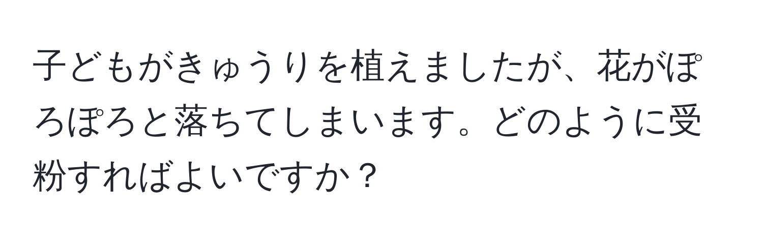 子どもがきゅうりを植えましたが、花がぽろぽろと落ちてしまいます。どのように受粉すればよいですか？