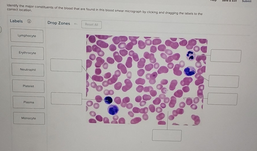 Solved: mit ldentify the major constituents of the blood that are found ...