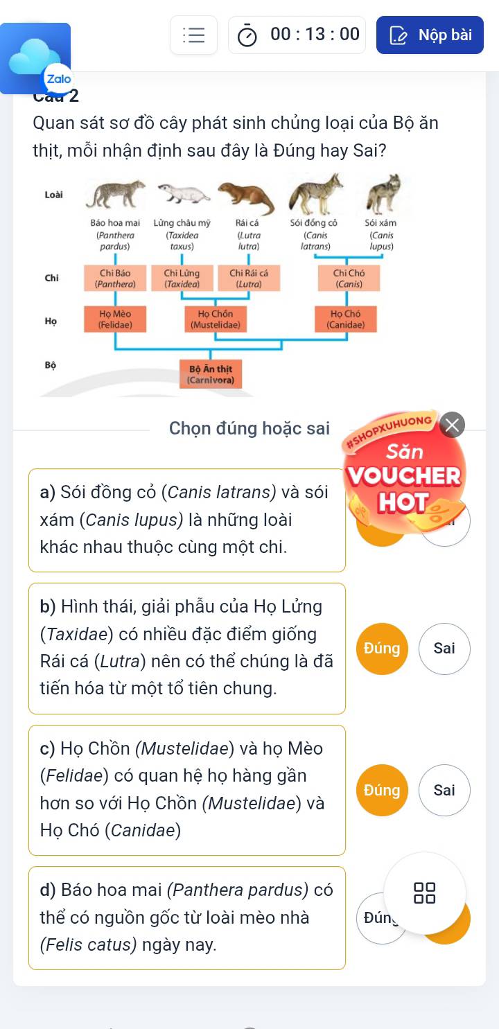 00:13:00 Nộp bài
Zalo
Cau 2
Quan sát sơ đồ cây phát sinh chủng loại của Bộ ăn
thịt, mỗi nhận định sau đây là Đúng hay Sai?
Chọn đúng hoặc sai
#SHOPXUHUONG
Săn
VOUCHER
a) Sói đồng cỏ (Canis latrans) và sói HOT
xám (Canis lupus) là những loài
khác nhau thuộc cùng một chi.
b) Hình thái, giải phẫu của Họ Lửng
(Taxidae) có nhiều đặc điểm giống
Rái cá (Lutra) nên có thể chúng là đã Đúng Sai
tiến hóa từ một tổ tiên chung.
c) Họ Chồn (Mustelidae) và họ Mèo
(Felidae) có quan hệ họ hàng gần
Đúng Sai
hơn so với Họ Chồn (Mustelidae) và
Họ Chó (Canidae)
d) Báo hoa mai (Panthera pardus) có
38
thể có nguồn gốc từ loài mèo nhà Đún
(Felis catus) ngày nay.