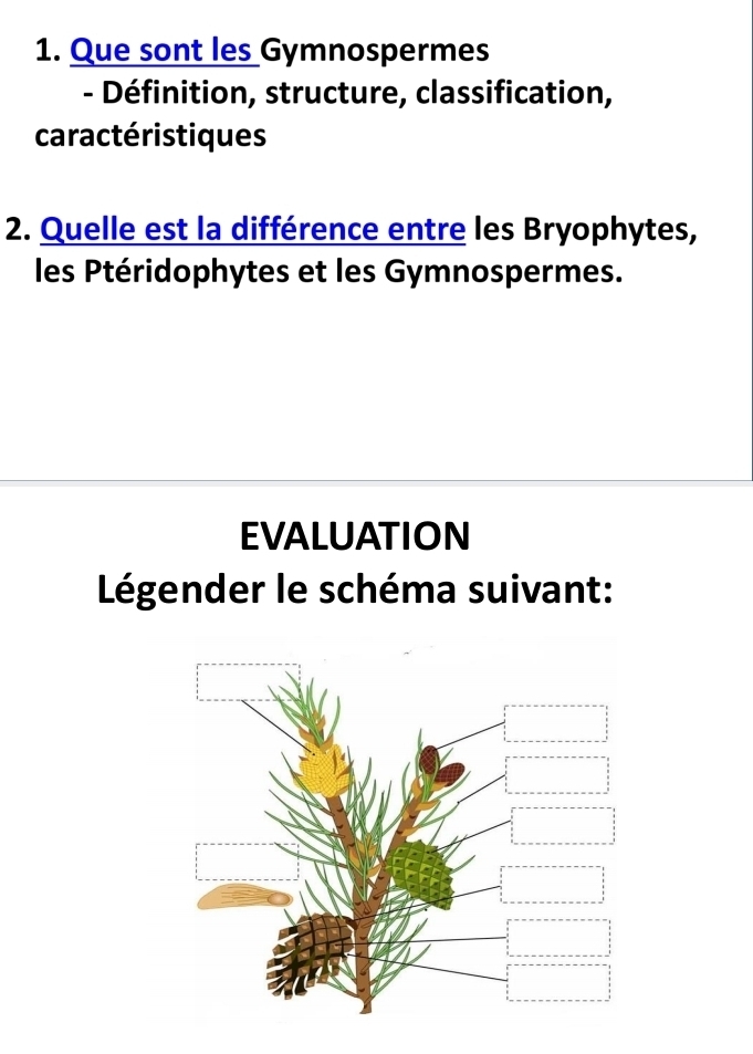 Que sont les Gymnospermes 
- Définition, structure, classification, 
caractéristiques 
2. Quelle est la différence entre les Bryophytes, 
les Ptéridophytes et les Gymnospermes. 
EVALUATION 
Légender le schéma suivant: