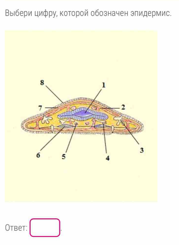 Выбери цифру, которой обозначен эπидермис. 
Otbet: □ .