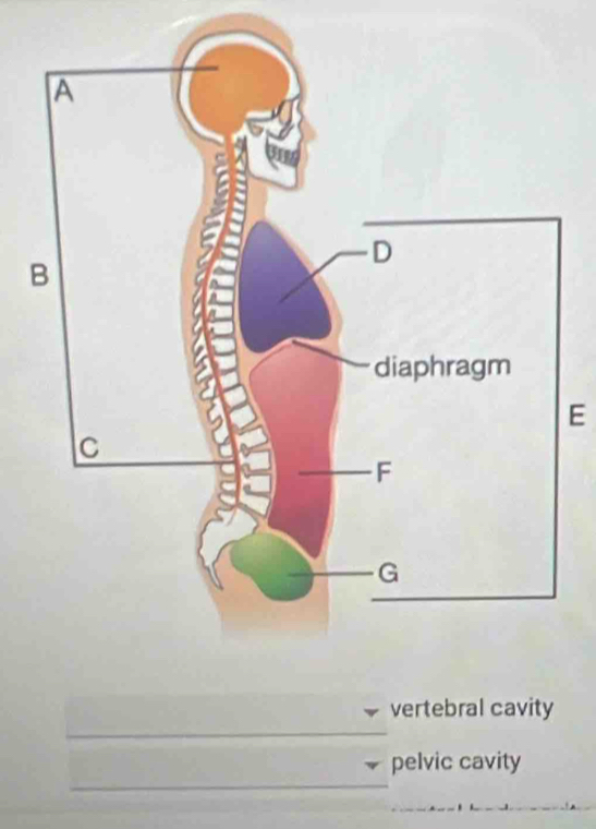 vertebral cavity
pelvic cavity