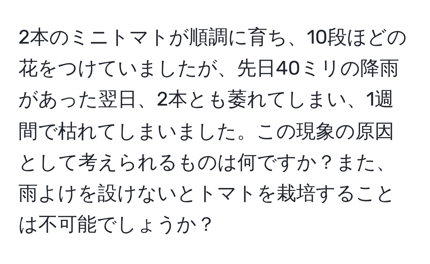 2本のミニトマトが順調に育ち、10段ほどの花をつけていましたが、先日40ミリの降雨があった翌日、2本とも萎れてしまい、1週間で枯れてしまいました。この現象の原因として考えられるものは何ですか？また、雨よけを設けないとトマトを栽培することは不可能でしょうか？