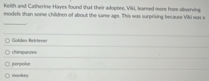 Keith and Catherine Hayes found that their adoptee, Viki, learned more from observing
models than some children of about the same age. This was surprising because Viki was a
_、
Golden Retriever
chimpanzee
porpoise
monkey