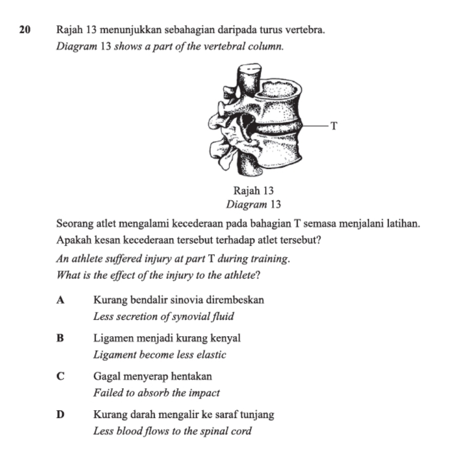 Rajah 13 menunjukkan sebahagian daripada turus vertebra.
Diagram 13 shows a part of the vertebral column.
Seorang atlet mengalami kecederaan pada bahagian T semasa menjalani latihan.
Apakah kesan kecederaan tersebut terhadap atlet tersebut?
An athlete suffered injury at part T during training.
What is the effect of the injury to the athlete?
A Kurang bendalir sinovia dirembeskan
Less secretion of synovial fluid
B Ligamen menjadi kurang kenyal
Ligament become less elastic
C Gagal menyerap hentakan
Failed to absorb the impact
D Kurang darah mengalir ke saraf tunjang
Less blood flows to the spinal cord