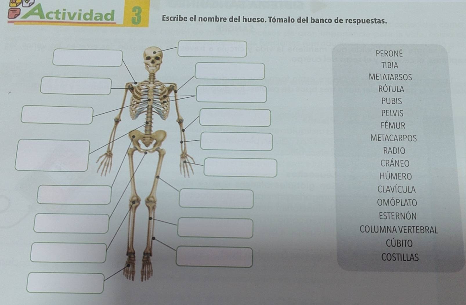 Actividad 3 Escribe el nombre del hueso. Tómalo del banco de respuestas. 
PERONÉ 
TIBIA 
METATARSOS 
RÓTULA 
PUBIS 
PELVIS 
FÉMUR 
METACARPOS 
RADIO 
CRÁNEO 
HÚMERO 
CLAVíCULA 
OMÓPLATO 
ESTERNÓN 
COLUMNA VERTEBRAL 
CÚBITO 
COSTILLAS