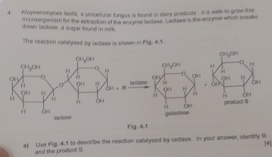 Kluyveromyces lactis, a unicellular fungus is found in dairy products. It is safe to grow this
microorganism for the extraction of the enxyme lactase. Lactase is the enzyme which breaks
down lactose, a sugar found in milk
The reaction catalysed by lactase is shown in Flg. 4.1.
Fig. 4.1
a) Use Fig, 4.1 to describe the reaction catalysed by lactase. In your answer, identify R [4]
and the product S.