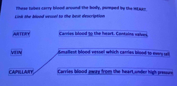 These tubes carry blood around the body, pumped by the HEART.
Link the blood vessel to the best description
ARTERY Carries blood to the heart. Contains valves.
VEIN Smallest blood vessel which carries blood to every cell
CAPILLARY Carries blood away from the heart,under high pressure