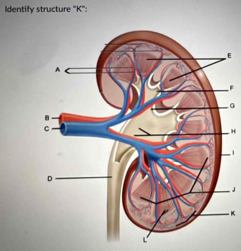 Identify structure "K":
E
F
G
H
|
J
K