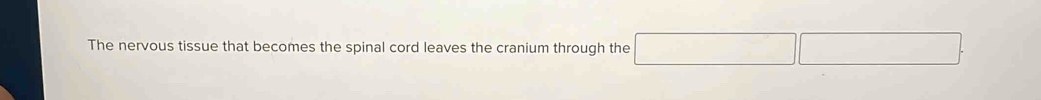 The nervous tissue that becomes the spinal cord leaves the cranium through the □  □