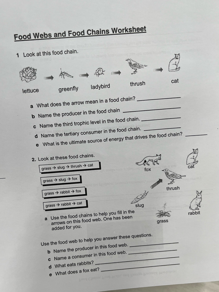 Solved: Food Webs and Food Chains Worksheet 1 Look at this food chain.  lettuce greenfly ladybird t [Others], image size:916x1221