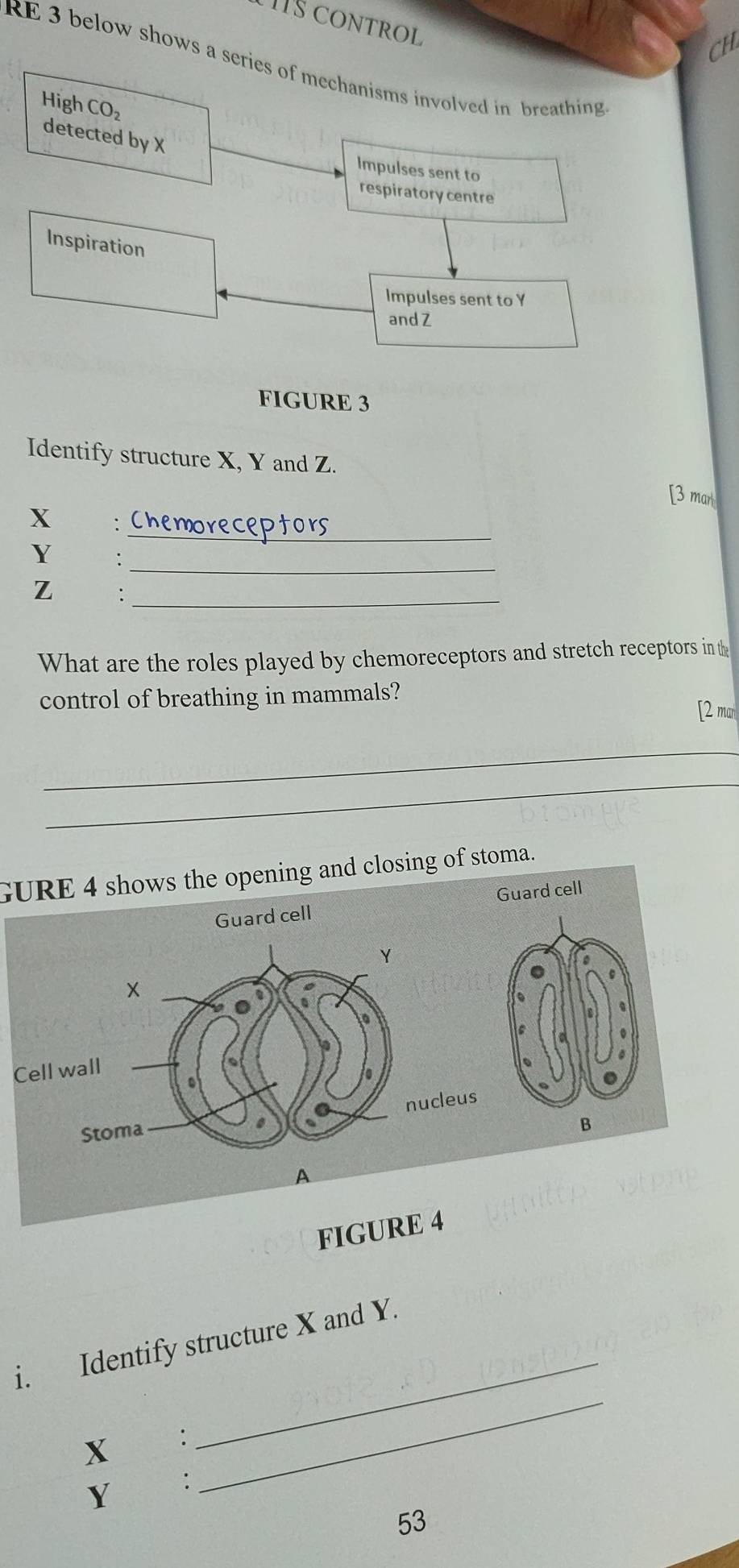 HS CONTROL 
CH 
RE 3 below shows a series of mechanisms involved in breathing 
High CO_2
detected by X
Impulses sent to 
respiratory centre 
Inspiration 
Impulses sent to Y
andZ 
FIGURE 3 
Identify structure X, Y and Z. [3 mar 
_
X Chemoreceptors 
_
Y
Z
_ 
What are the roles played by chemoreceptors and stretch receptors in t 
control of breathing in mammals? 
[2 man 
_ 
_ 
GURE 4 shows the opening and closing of stoma. 
Guard cell 
Guard cell 
× 
a 
to 
。 
Cell wall 
. 
to 
Stoma 
. nucleus 
a 
B 
A 
FIGURE 4 
_ 
_ 
i. Identify structure X and Y.
X €£： 
Y€£： 
53