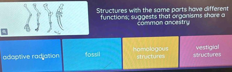 Structures with the same parts have different
functions; suggests that organisms share a
common ancestry

ls
homologous vestigial
adaptive radjation fossil structures
structures