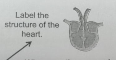 Label the 
structure of the 
heart.