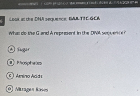 BOSIUNMENTS / COPY GF LSS CJ MACROBDLECULES FORN A:1 /14/2C24 07 46
6 Look at the DNA sequence: GAA-TTC-GCA
What do the G and A represent in the DNA sequence?
A Sugar
Phosphates
c Amino Acids
Nitrogen Bases