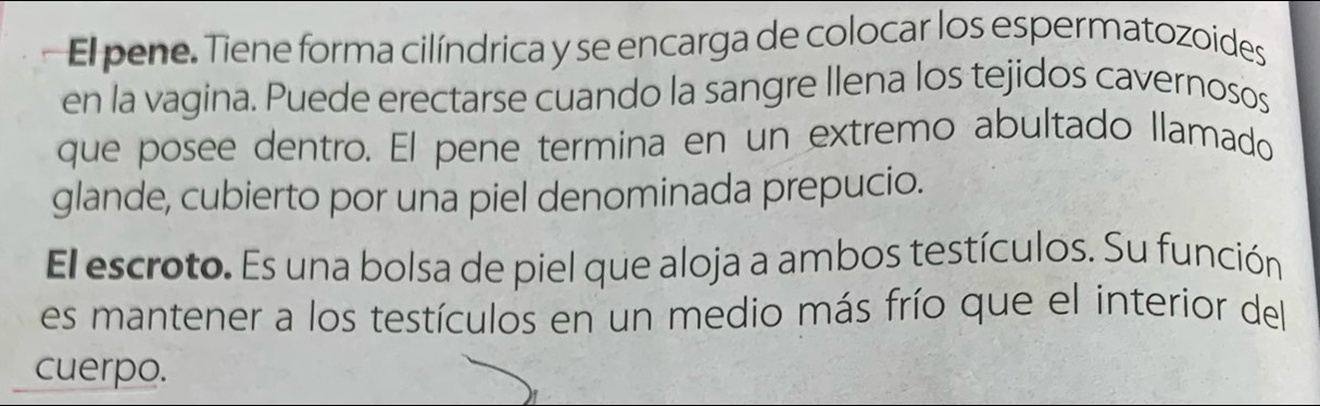 El pene. Tiene forma cilíndrica y se encarga de colocar los espermatozoides 
en la vagina. Puede erectarse cuando la sangre Ilena los tejidos cavernosos 
que posee dentro. El pene termina en un extremo abultado llamado 
glande, cubierto por una piel denominada prepucio. 
El escroto. Es una bolsa de piel que aloja a ambos testículos. Su función 
es mantener a los testículos en un medio más frío que el interior del 
cuerpo.