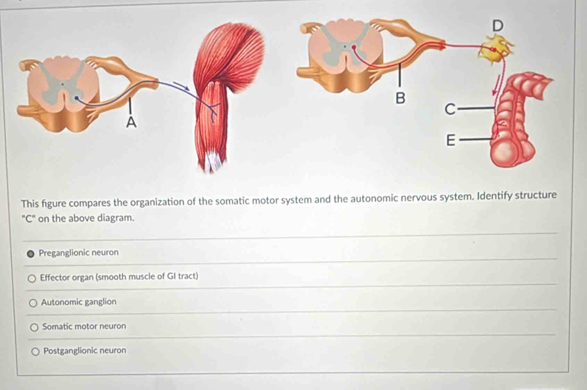 Solved: This figure compares the organization of the somatic motor ...