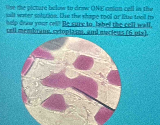 Use the picture below to draw ONE onion cell in the 
salt water solution. Use the shape tool or line tool to 
help draw your cell! Be sure to label the cell wall, 
cell membrane. cytoplasm, and nucleus (6 pts).