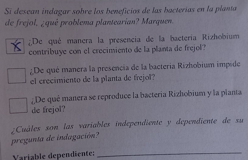 Si desean indagar sobre los beneficios de las bacterias en la planta 
de frejol, ¿qué problema plantearian? Marquen. 
¿De qué manera la presencia de la bacteria Rizhobium 
contribuye con el crecimiento de la planta de frejol? 
¿De qué manera la presencia de la bacteria Rizhobium impide 
el crecimiento de la planta de frejol? 
¿De qué manera se reproduce la bacteria Rizhobium y la planta 
de frejol? 
¿Cuáles son las variables independiente y dependiente de su 
pregunta de indagación? 
Variable dependiente: 
_