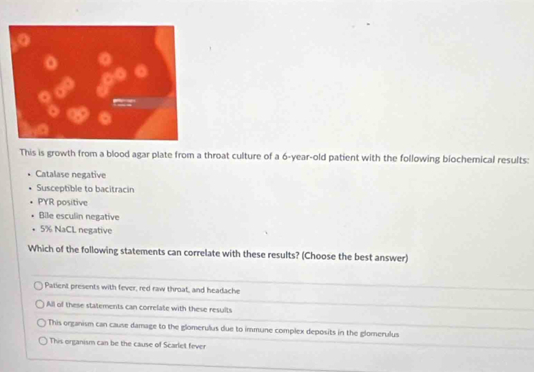 This is growth from a blood agar plate from a throat culture of a 6-year-old patient with the following biochemical results:
Catalase negative
Susceptible to bacitracin
PYR positive
Bile esculin negative
5% NaCL negative
Which of the following statements can correlate with these results? (Choose the best answer)
Patient presents with fever, red raw throat, and headache
All of these statements can correlate with these results
This organism can cause damage to the glomerulus due to immune complex deposits in the glomerulus
This organism can be the cause of Scarlet fever