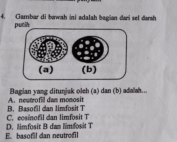 Gambar di bawah ini adalah bagian dari sel darah
putih
Bagian yang ditunjuk oleh (a) dan (b) adalah...
A. neutrofil dan monosit
B. Basofil dan limfosit T
C. eosinofil dan limfosit T
D. limfosit B dan limfosit T
E. basofil dan neutrofil