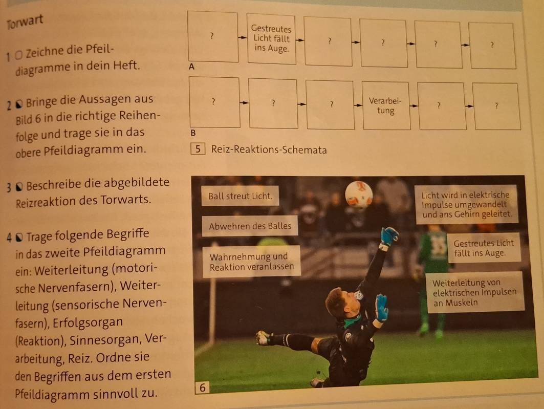 Torwart 
Gestreutes 
? Licht fällt ? ? ？ ？ 
1 0 Zeichne die Pfeil- 
ins Auge. 
diagramme in dein Heft. A 
2 © Bringe die Aussagen aus ? ? ? Verarbei- 
? 
Bild 6 in die richtige Reihen- 
tung 
folge und trage sie in das B 
obere Pfeildiagramm ein. 5 Reiz-Reaktions-Schemata 
3 © Beschreibe die abgebildete 
Reizreaktion des Torwarts. 
4 © Trage folgende Begriffe 
in das zweite Pfeildiagramm 
ein: Weiterleitung (motori- 
sche Nervenfasern), Weiter- 
leitung (sensorische Nerven- 
fasern), Erfolgsorgan 
(Reaktion), Sinnesorgan, Ver- 
arbeitung, Reiz. Ordne sie 
den Begriffen aus dem ersten 
Pfeildiagramm sinnvoll zu.